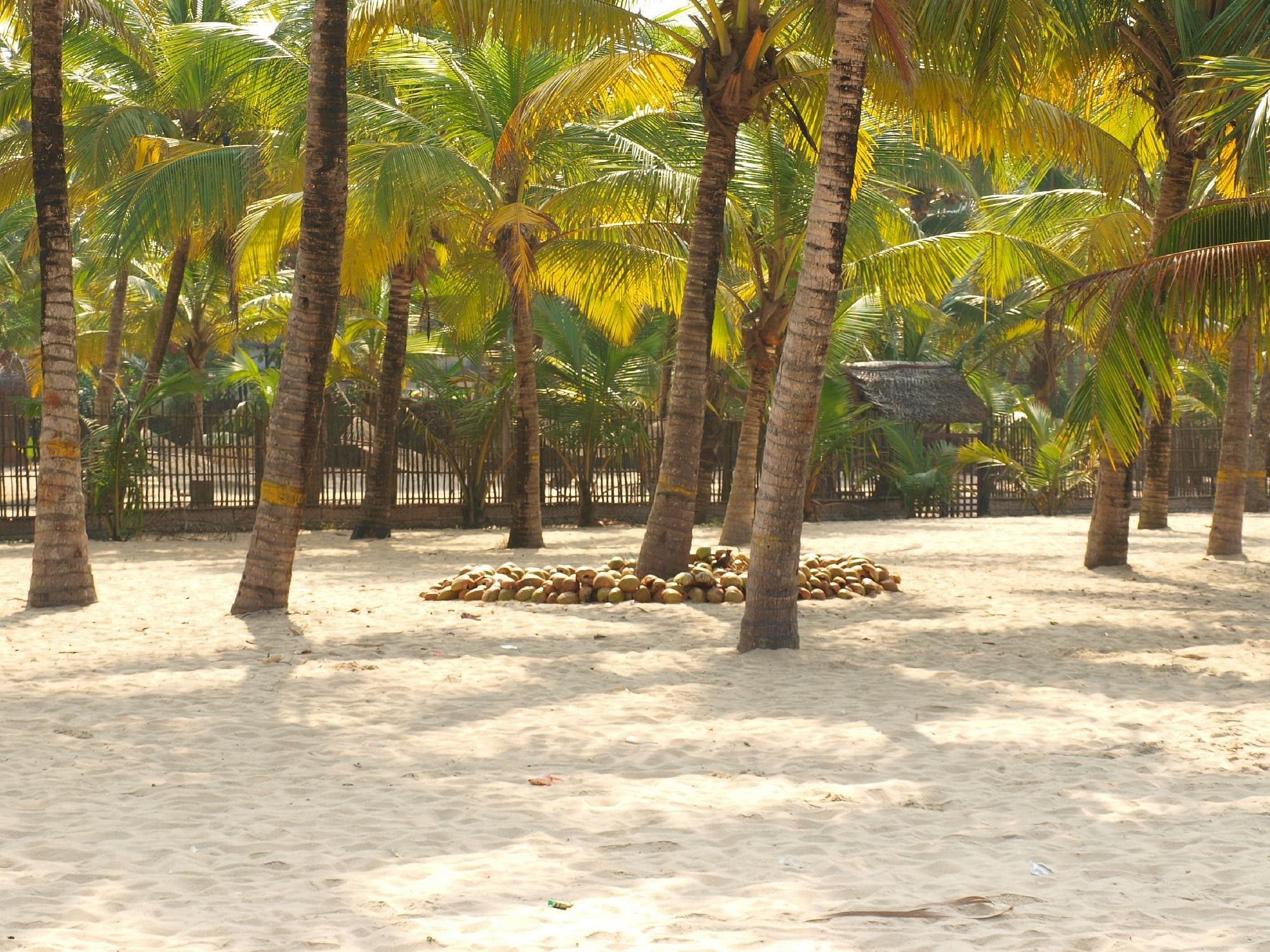 Marari Beach Alleppey: Travel Guide, Things to Do & Tips